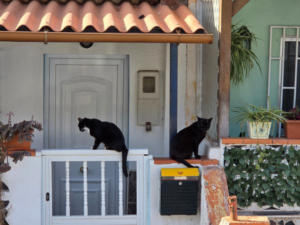 Gatos como parte del paisaje cotidiano del pueblo Dos gatos negros descansando en una entrada